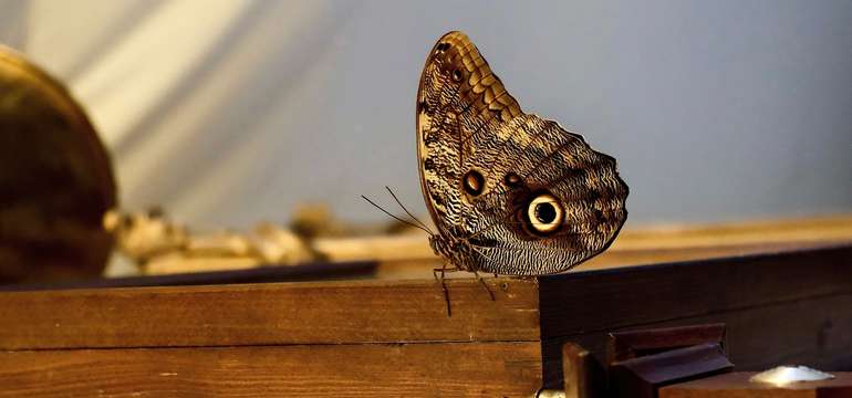 Vstupenky do Living Butterfly Museum v Krakove