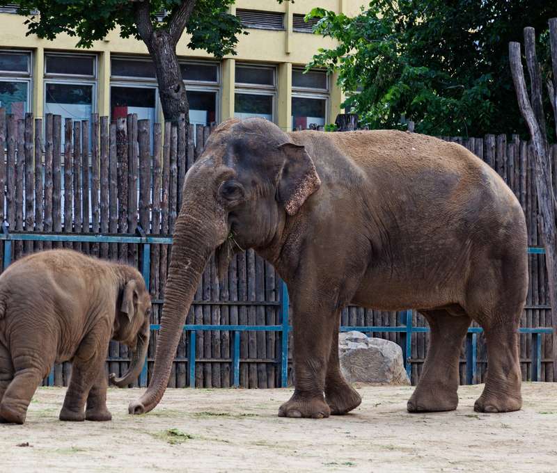 Slonica s mláďaťom v ZOO Budapešť