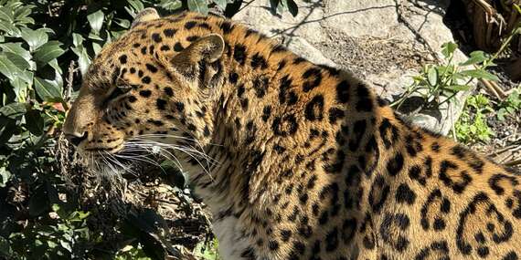 Vstupy do Malkia Parku so zachránenými šelmami a kontaktnými zvieratkami/Orechová Potôň