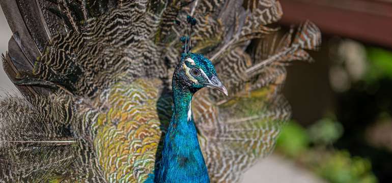 Zoologická záhrada Košice so svojimi zvieracími obyvateľmi