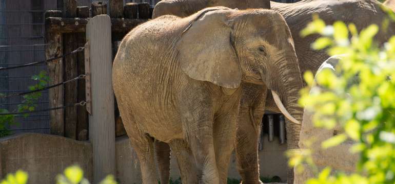 Slony vo výbehu zoologickej záhrady Schönbrunn