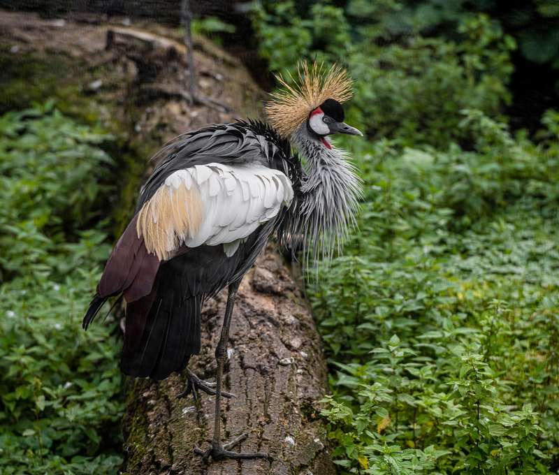 V zoologickej záhrade uvidíte cca 1500 zvierat vrátane unikátov