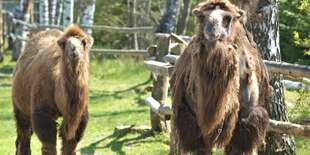 Vstupenka do ZOO a Monkeylandu pre dospelých, detí aj dôchodcov