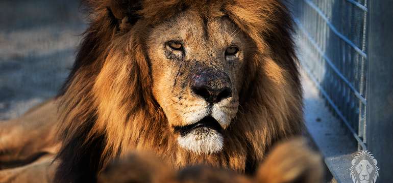 Jedinečný "Safari výlet" na Slovensku v Malkia parku