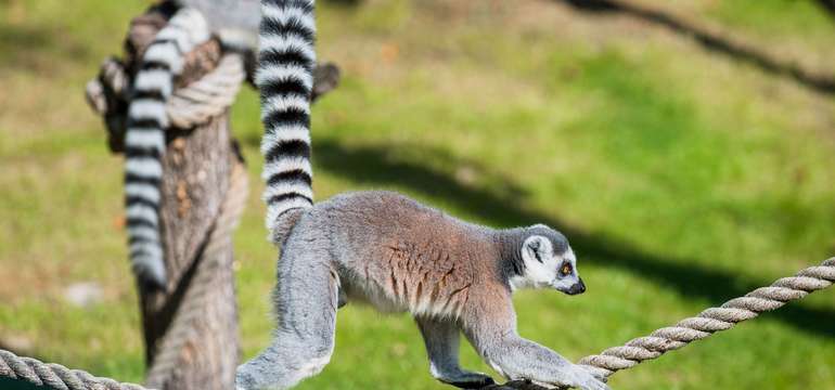 Vstupenka do ZOO a Monkeylandu pre dospelých, detí aj dôchodcov