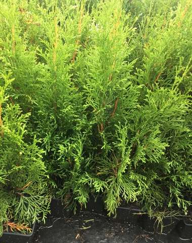 Balení obsahuje rovnou 10 kusů Thuja Occidentalis Smaragd