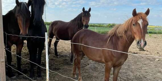 NARODENINY: Prechádzka na koni s inštruktorom v Šenkviciach - len 10 min. od Pezinka/Šenkvice