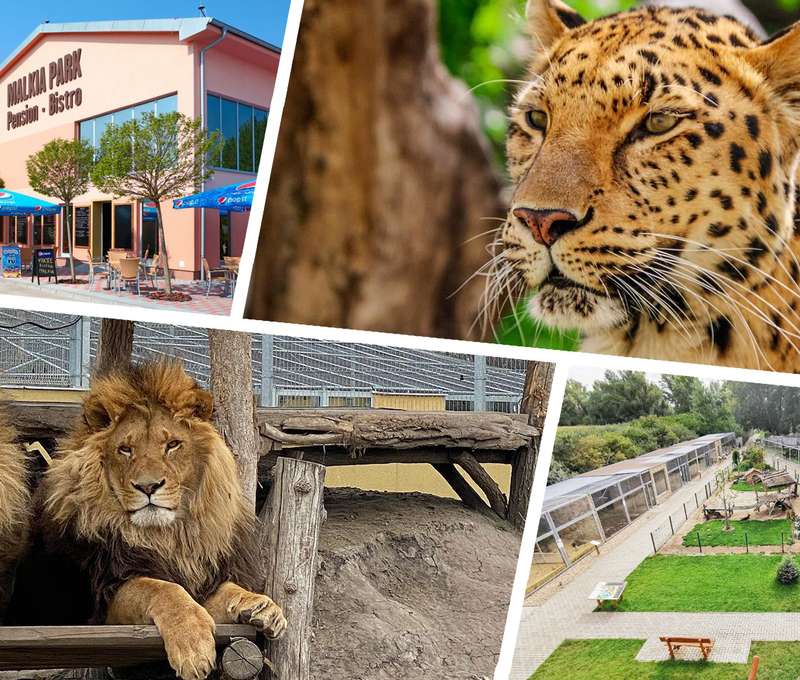 Malkia Park je predovšetkým domovom veľkých mačkovitých šeliem