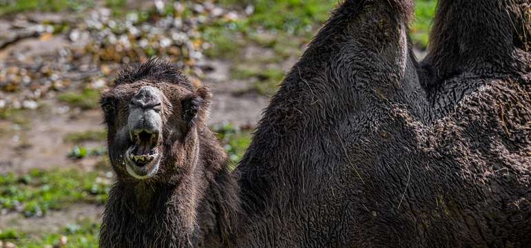 Zoologická záhrada Košice so svojimi zvieracími obyvateľmi