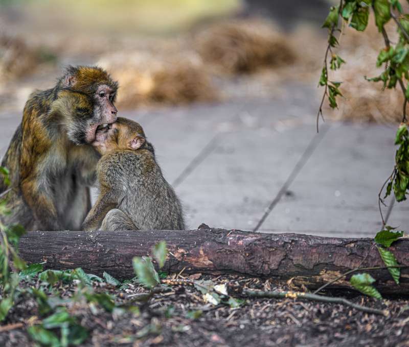 ZOO Košice je jedným z TOP 10 turistických cieľov na východnom Slovensku