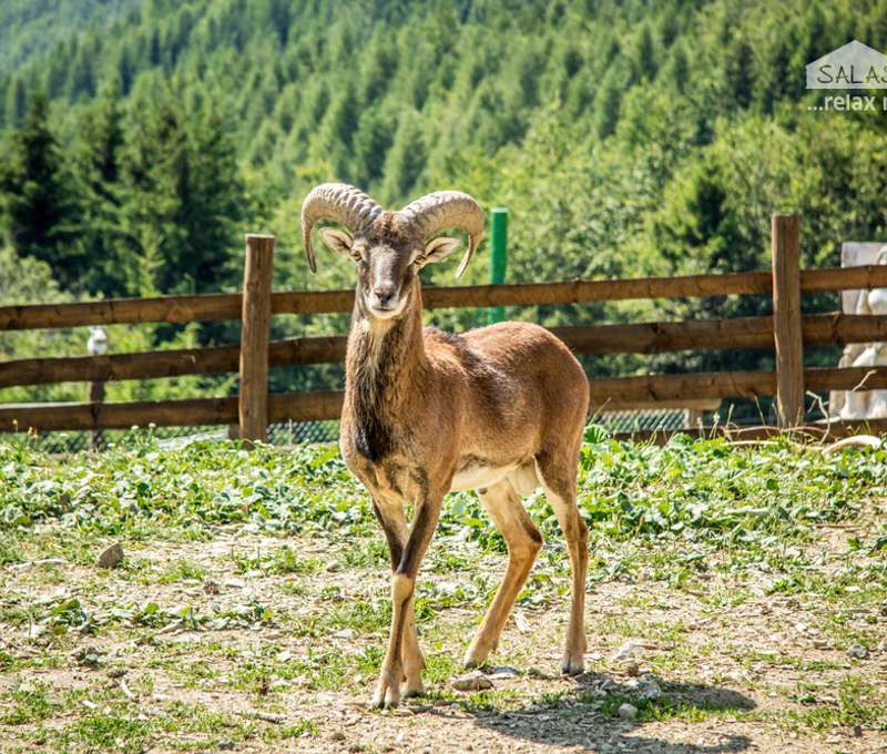 Navštívte MiniZOO na Salaši Kľak