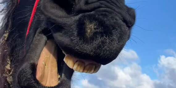 NARODENINY: Prechádzka na koni s inštruktorom v Šenkviciach - len 10 min. od Pezinka/Šenkvice