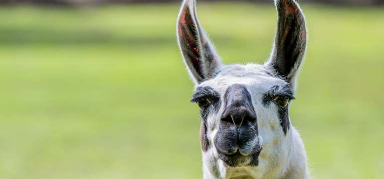 V zoologickej záhrade uvidíte cca 1500 zvierat vrátane unikátov