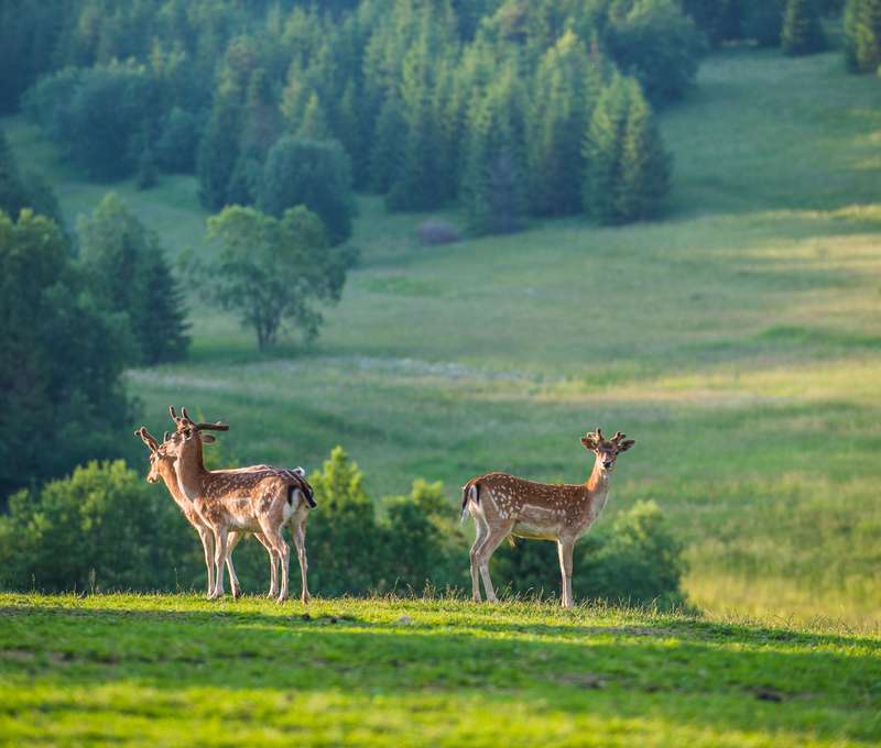 Baby friendly - vlastná mini ZOO, detský kútik, vonkajšie ihrisko, šmýkalka, trampolíny