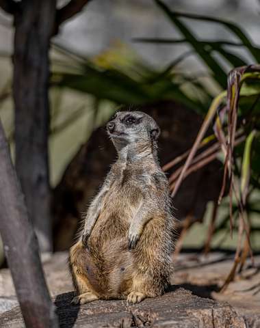 V zoologickej záhrade uvidíte cca 1500 zvierat vrátane unikátov