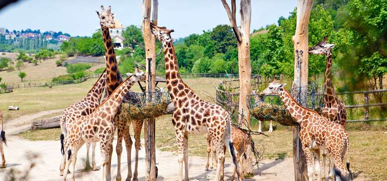 Při návštěvě Prahy určitě nevynechejte návštěvu ZOO, která vám připraví program na celý den