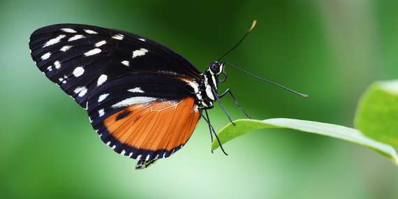 Vstup do čarovného sveta motýľov v Living Butterfly Museum v Zakopanom/Poľsko - Zakopane