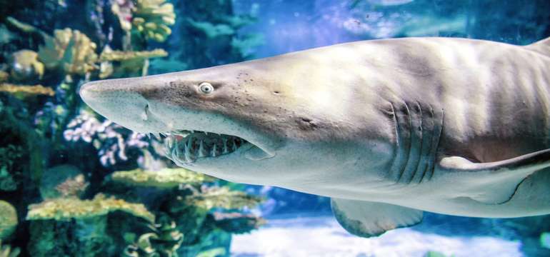 Výlet do ZOO Budapešť a Tropicaria s cestovnou kanceláriou Travelholic