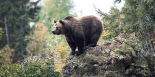 Zážitkové pozorovanie medveďov v Tatrách so sprievodcom