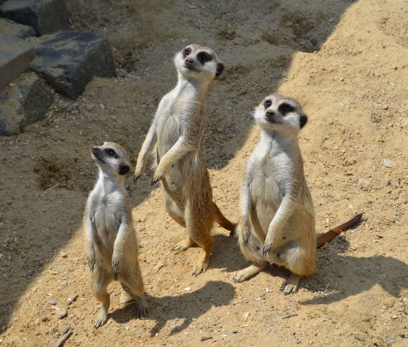 V cene rodinného pobytu je vstup do košickej ZOO