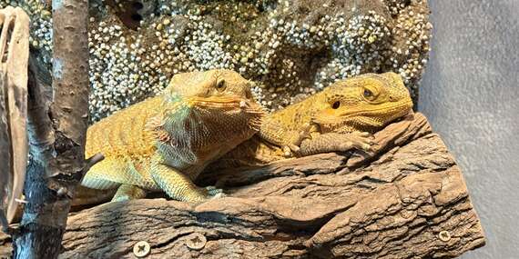 Vstupy do Malkia Parku so zachránenými šelmami a kontaktnými zvieratkami/Orechová Potôň