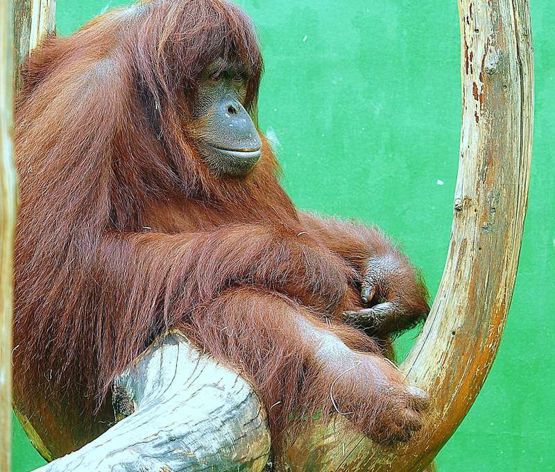 Vstupenka do ZOO a Monkeylandu pre dospelých, detí aj dôchodcov