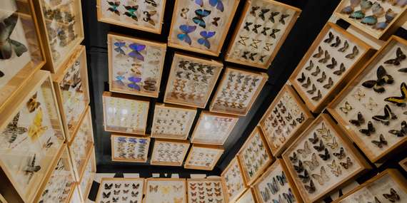 Vstup do čarovného sveta motýľov v Living Butterfly Museum v Zakopanom/Poľsko - Zakopane