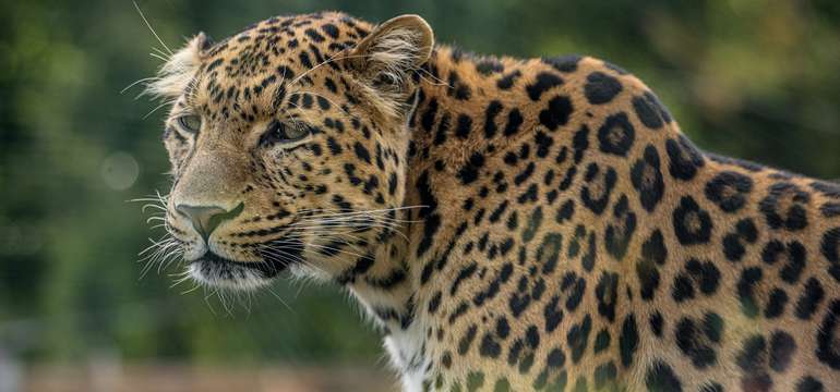V zoologickej záhrade uvidíte cca 1500 zvierat vrátane unikátov