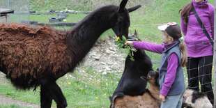 Mini ZOO v zábavnom areáli