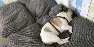 Dogy - denná škôlka