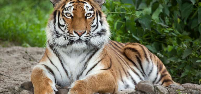Celodenní výlet si můžete užít v ZOO v Jihlavě