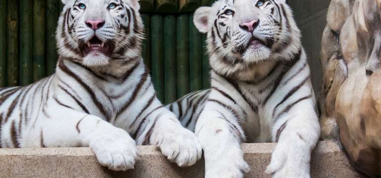 Na svých výletních cestách nezapomeňte na libereckou ZOO s pověstnými bílými tygry