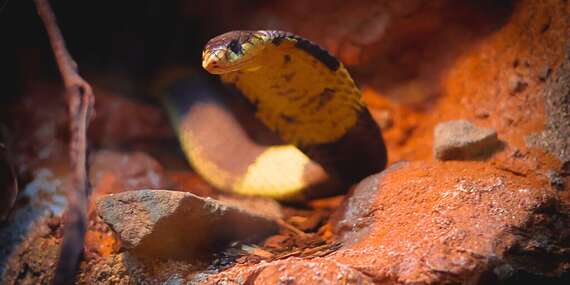 Tropical World - prvá kontaktná ZOO s plazmi na Slovensku v nových väčších priestoroch/Zvolen - Sielnica