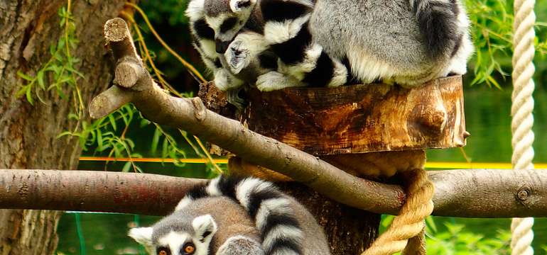 Vstupenka do ZOO a Monkeylandu pre dospelých, detí aj dôchodcov