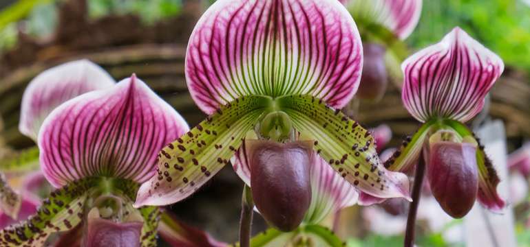 12. ročník: Výstava orchideí v rakúskom Klosterneuburg s prehliadkou mesta Viedeň
