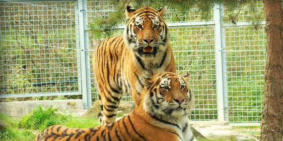 Vstupenky do ZOO v Spišskej Novej Vsi pre dospelých, deti aj dôchodcov/Spišská Nová Ves