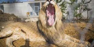 Bezpečnosť ľudí aj zvierat je v ZOOKONTAKT family parku prvoradá