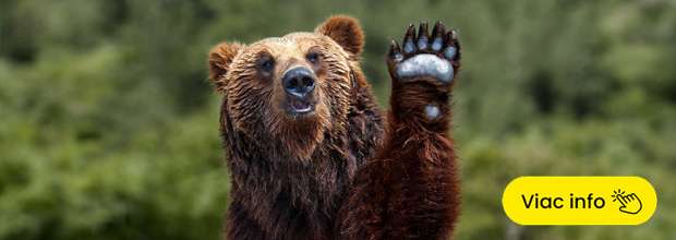 Zážitkové pozorovanie medveďov v Tatrách