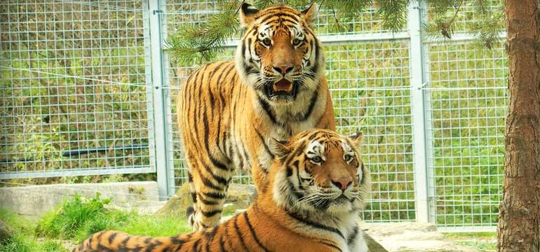 Vstupenky do ZOO v Spišskej Novej Vsi
