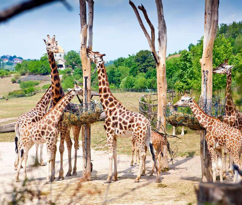Návštěva pražské zoologické zahrady je příjemným celodenním výletem
