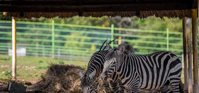 ZOO Košice je jedným z TOP 10 turistických cieľov na východnom Slovensku