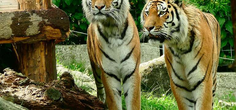 Vstupenka do ZOO a Monkeylandu pre dospelých, detí aj dôchodcov