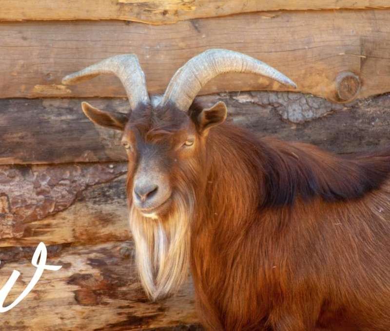Sokoliareň a minizoo Devín