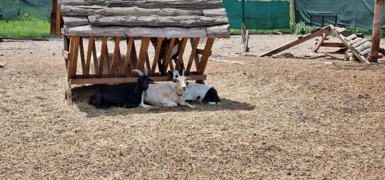 Sokoliareň a minizoo Devín