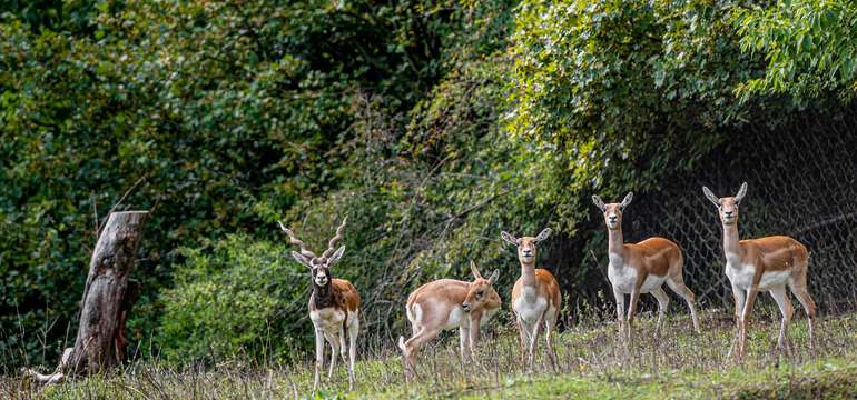 Zoologická záhrada Košice so svojimi zvieracími obyvateľmi