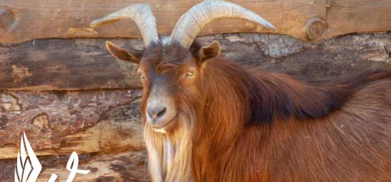 Sokoliareň a minizoo Devín