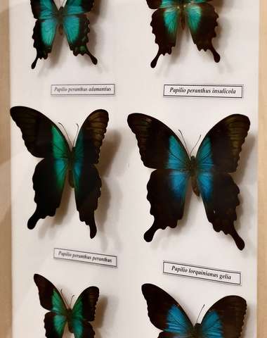 Navštívte exotické Living Butterfly Museum v Poľsku