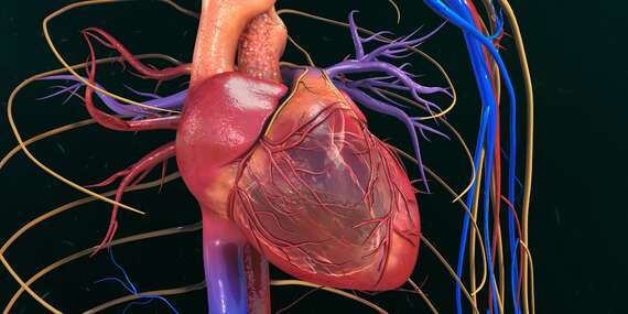 Rýchle a bezbolestné vyšetrenie ciev artériografom – prevencia infarktu nielen po chrípke či očkovaní/Slovensko - Bratislava