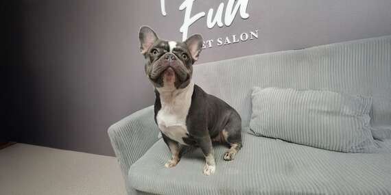 Kompletná úprava psíka v Pet salóne HaFun na Záhorí v Jablonovom/Jablonové