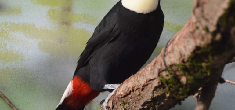 V cene rodinného pobytu je vstup do košickej ZOO